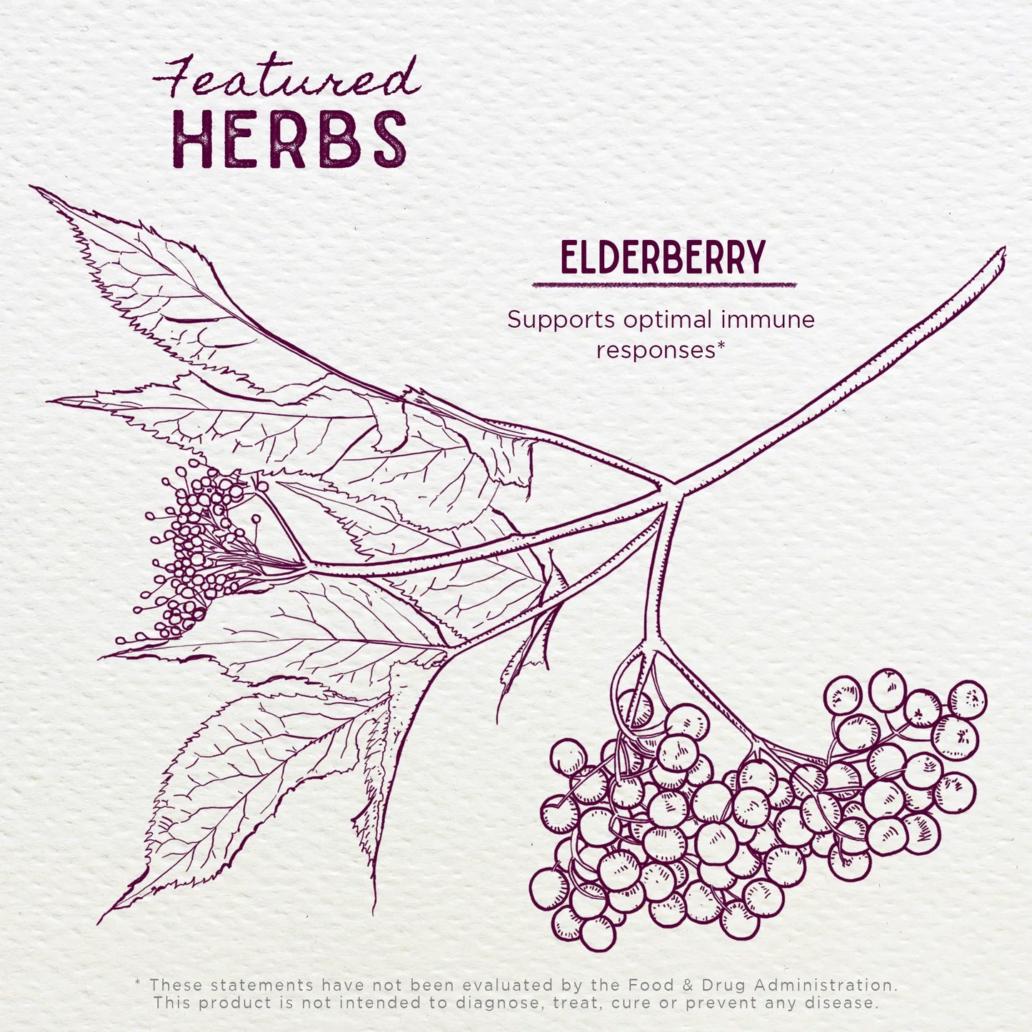 Elderberry WishGarden Herbs