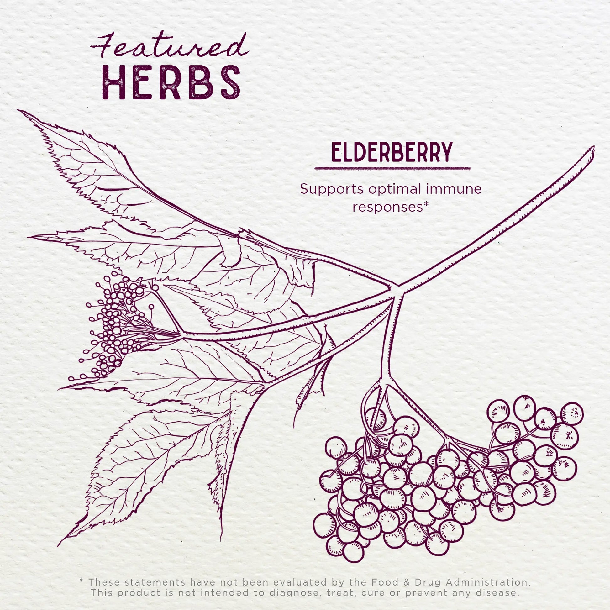 Elderberry WishGarden Herbs